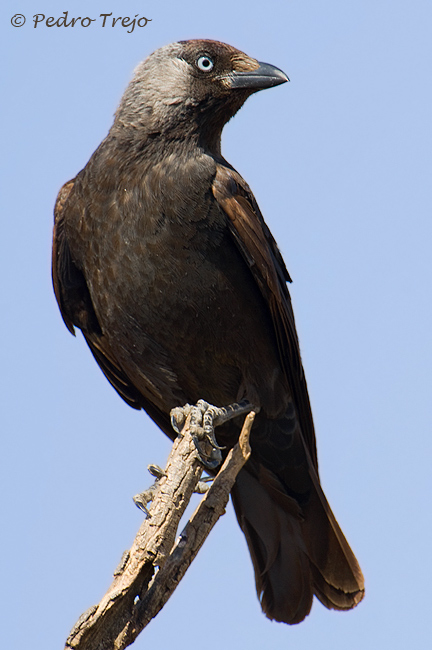 Grajilla (Corvus monedula)